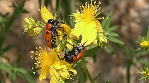 Tituboea sexmaculata